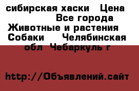 l: сибирская хаски › Цена ­ 10 000 - Все города Животные и растения » Собаки   . Челябинская обл.,Чебаркуль г.